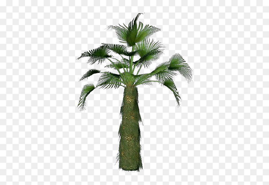 Trachycarpus Fortunei Uses, HD Png Download - palmeira png