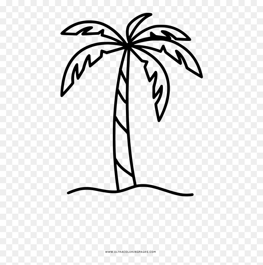Palma Drawing, HD Png Download - palmeira png