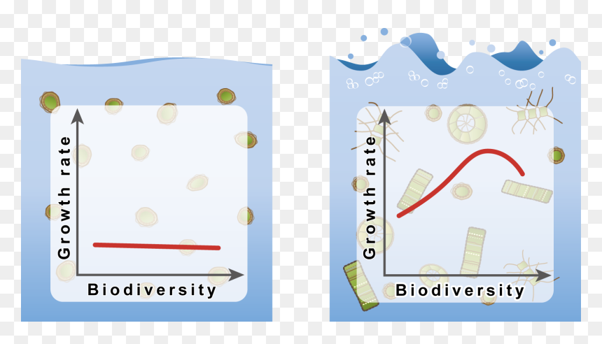 Screenshot, HD Png Download - phytoplankton png