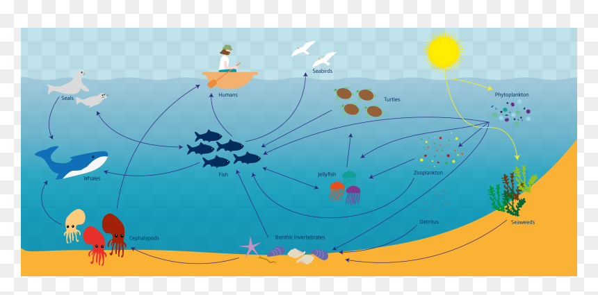 Illustration, HD Png Download - phytoplankton png