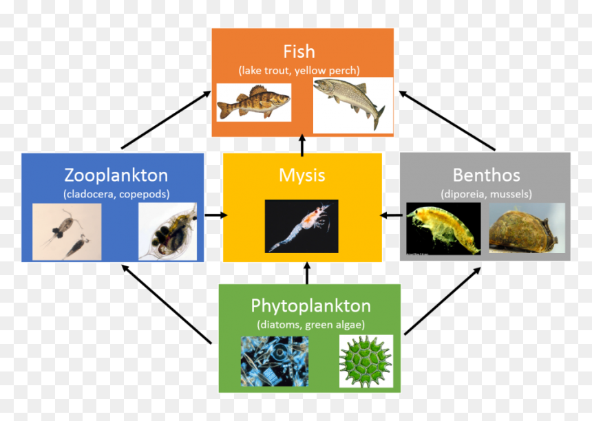 Mysis Food Web, HD Png Download - phytoplankton png