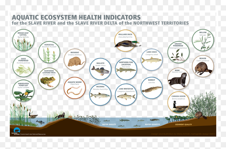 Aquatic Ecosystem Organisms, HD Png Download - ecosystem png