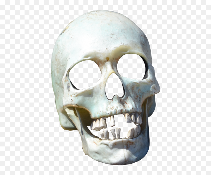 Transparent Skull Png, Png Download - bird skull png