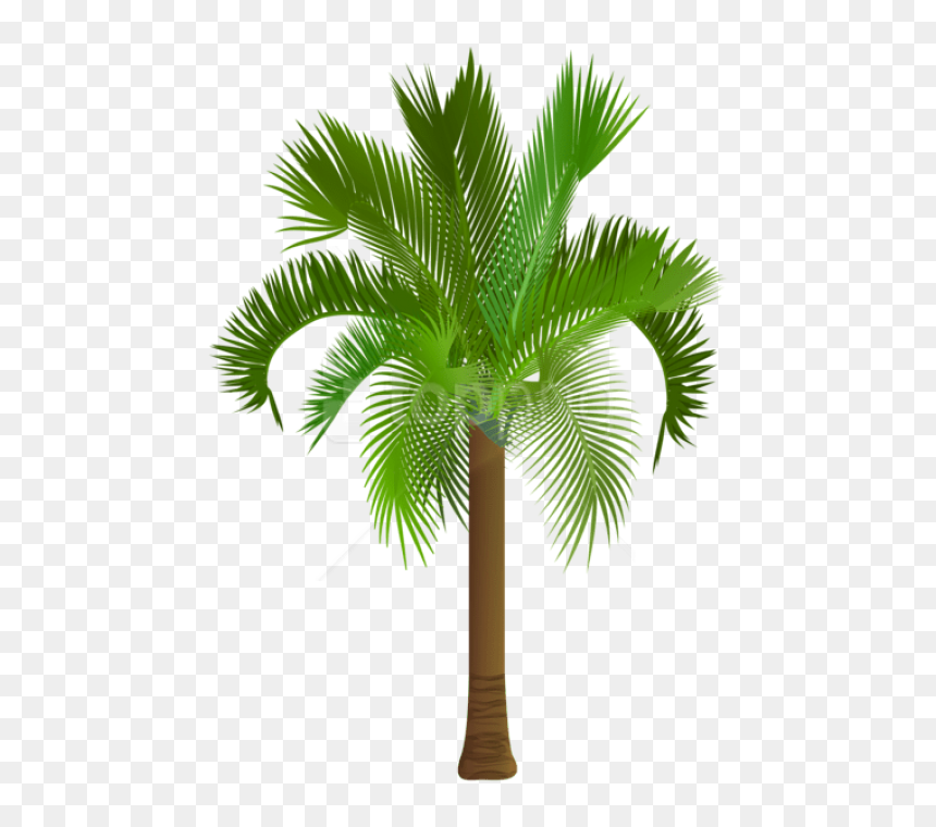 Palmetto Tree Royalty Free, HD Png Download - palmetto tree png