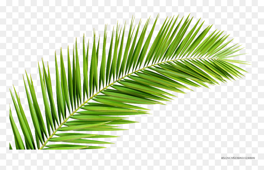 Palm Leaf Tree Png, Transparent Png - palmetto tree png