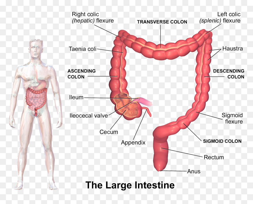 Large Intestine Parts, HD Png Download - intestine png