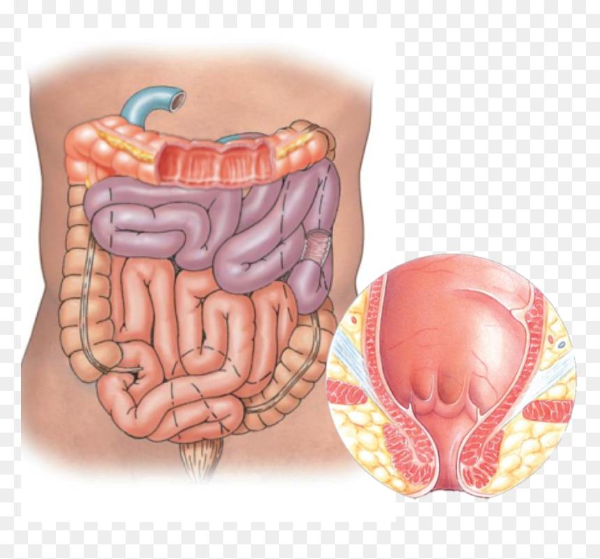Segments Of The Intestine, HD Png Download - intestine png