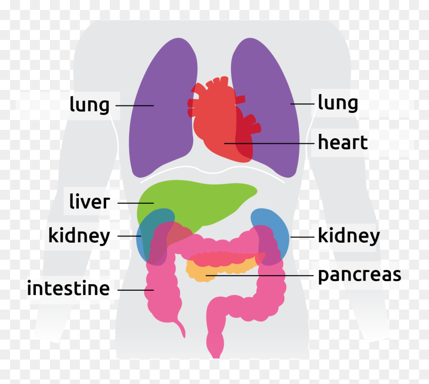 Graphic Design, HD Png Download - intestine png