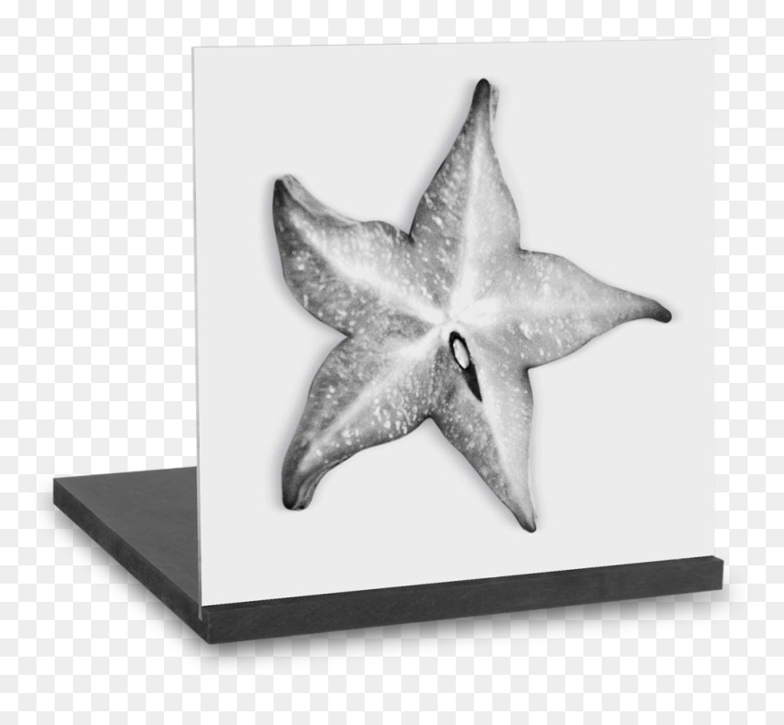 Starfish, HD Png Download - star fruit png