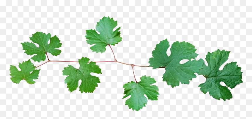 Branch Of Vine Leaves, HD Png Download - leaf branch png