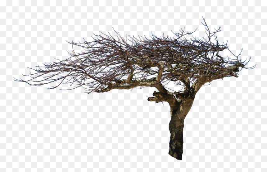 Boy On The Swing, HD Png Download - natural png