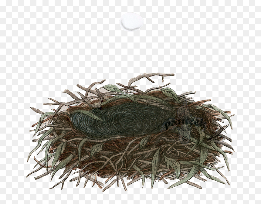 Fish, HD Png Download - birds nest png
