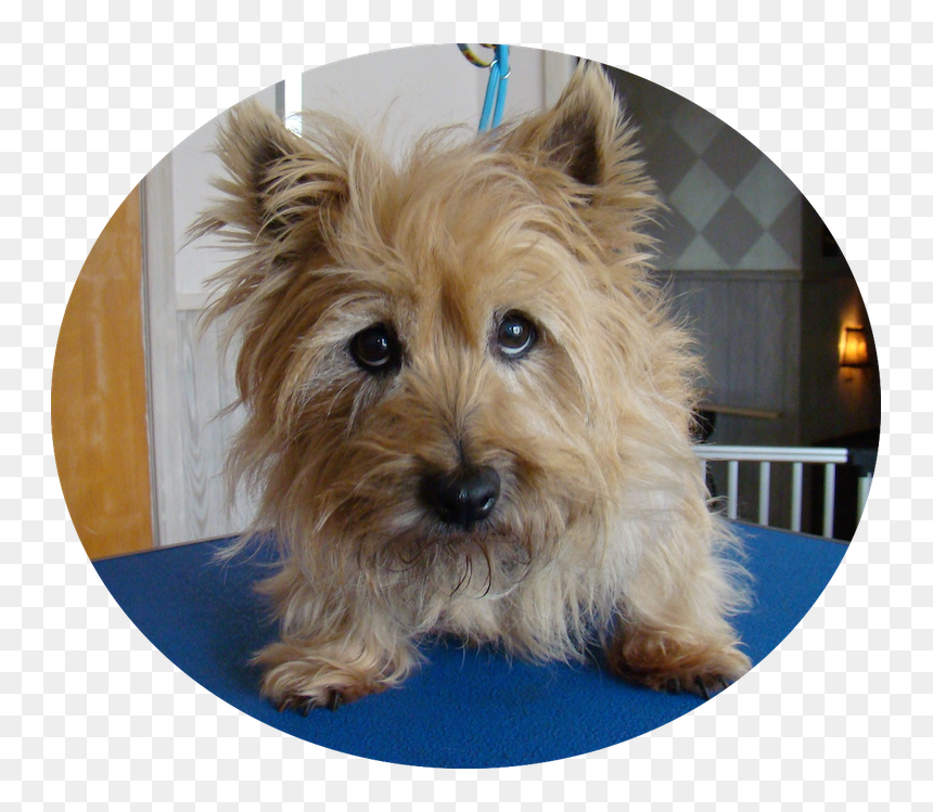 Australian Terrier, HD Png Download - sad puppy png