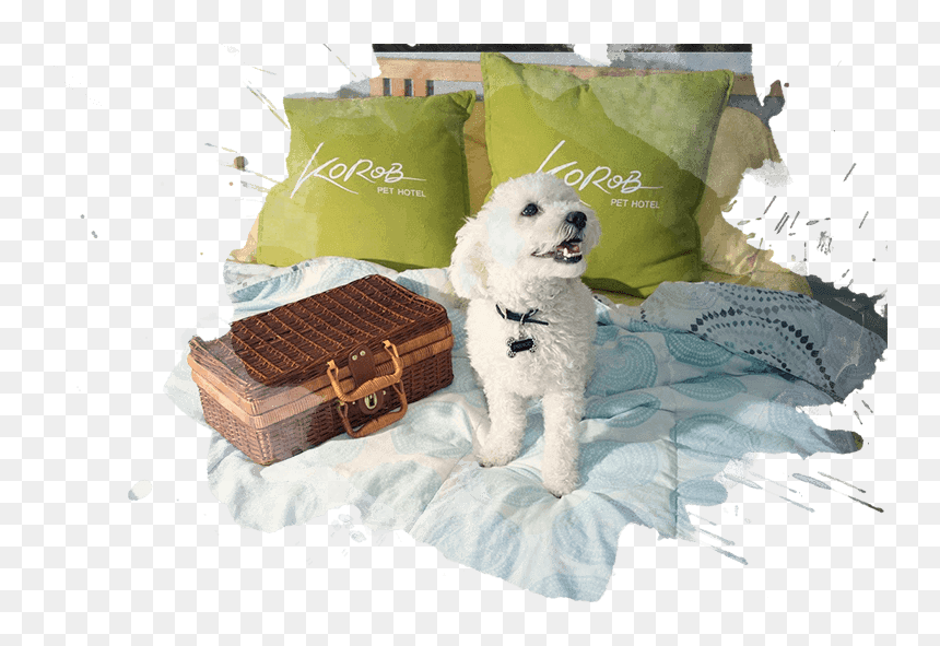 Toy Poodle, HD Png Download - sad puppy png