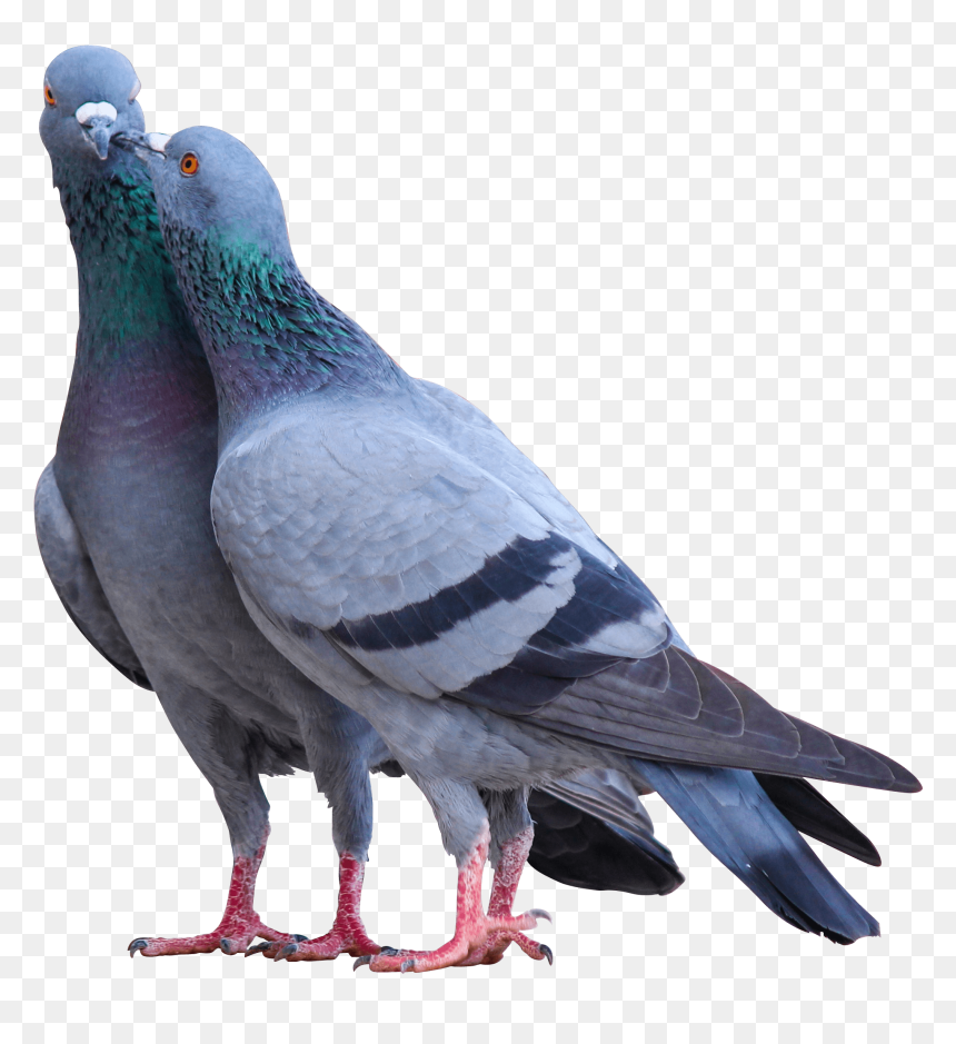 Two Pigeon, HD Png Download - dove bird png