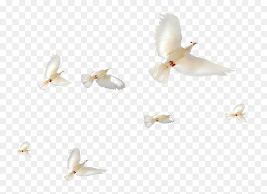 Pigeons And Doves, HD Png Download - dove bird png
