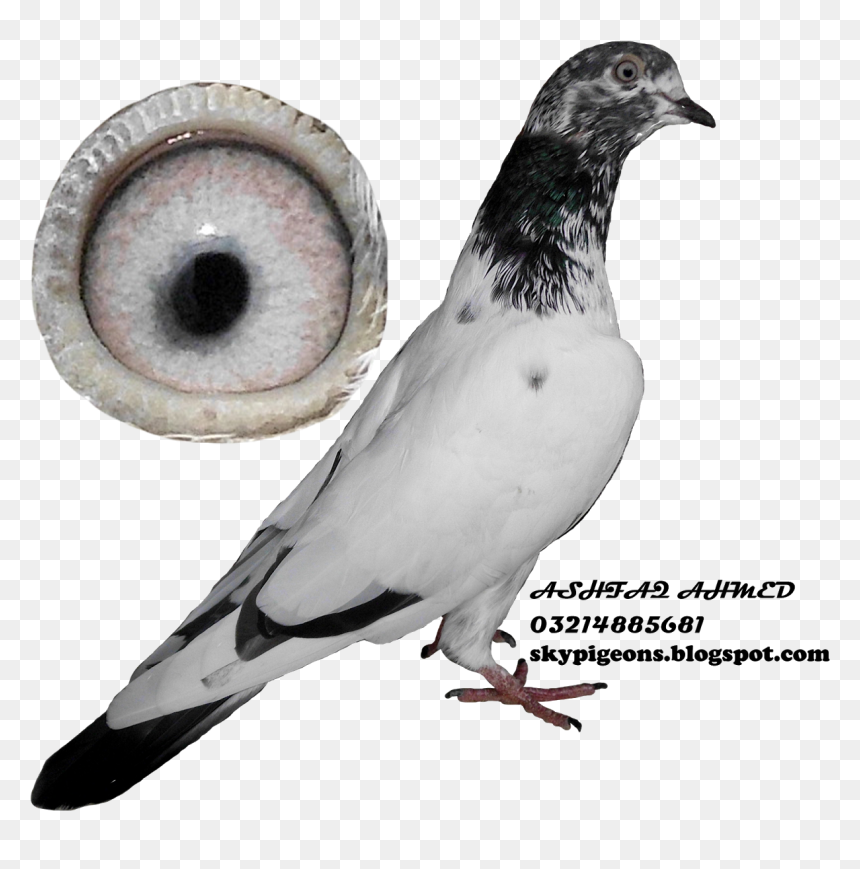 Teddy Pigeons Hd, HD Png Download - dove bird png