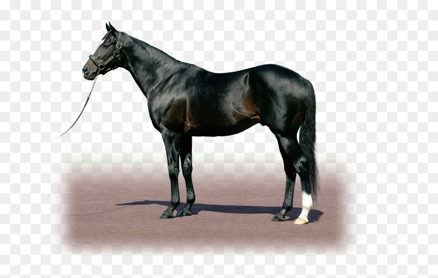 Kings Best Horse, HD Png Download - cry of fear png