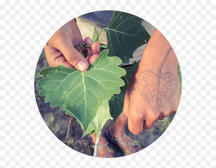 Plate .png, Transparent Png - plate .png