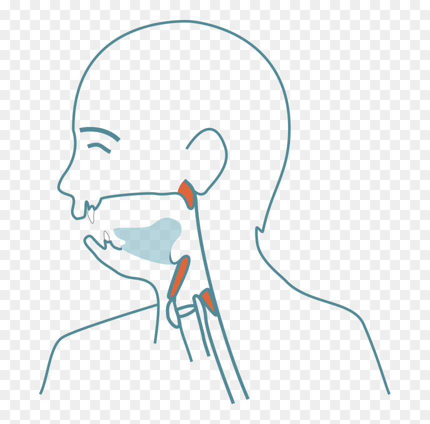 Drawing, HD Png Download - jaw png