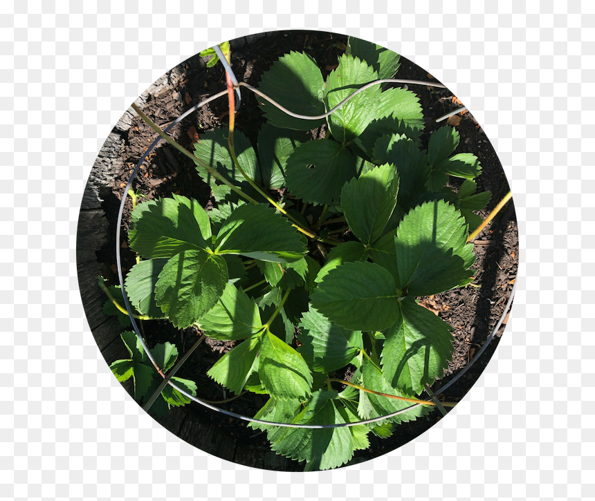 Alpine Strawberry, HD Png Download - plate .png