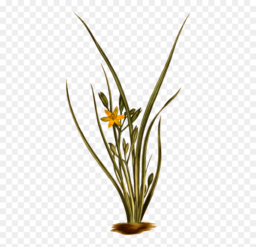Hypoxis Hirsuta, HD Png Download - yellow grass png