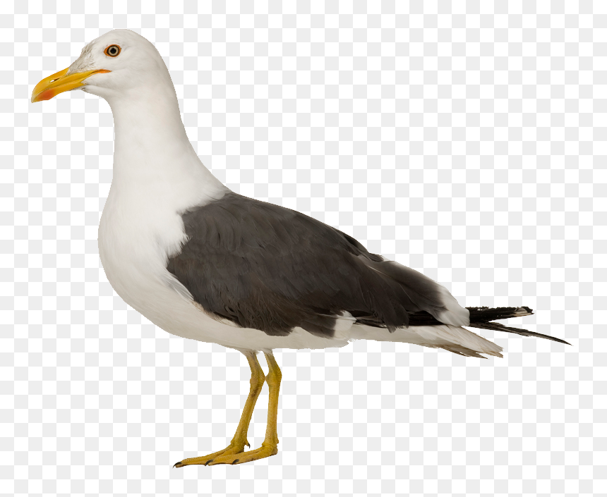 Gull Png - Herring Gull Png, Transparent Png - seagull clipart png