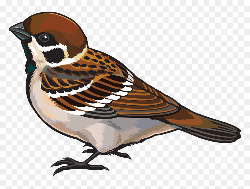 Sparrow Clipart, HD Png Download - seagull clipart png