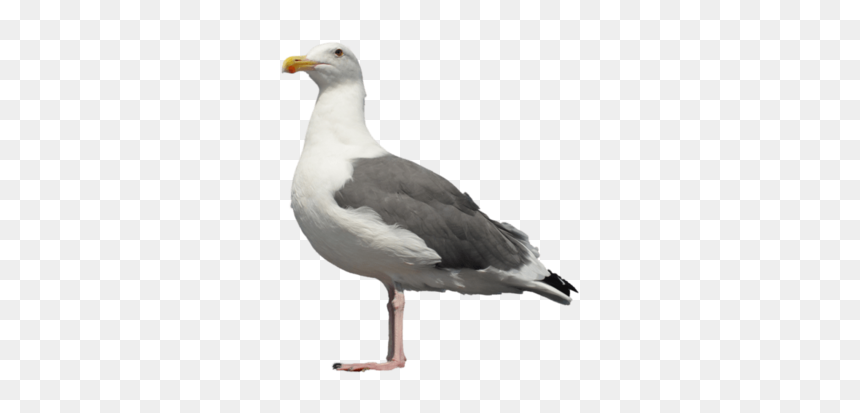 Seagull Bird Png, Transparent Png - seagull clipart png