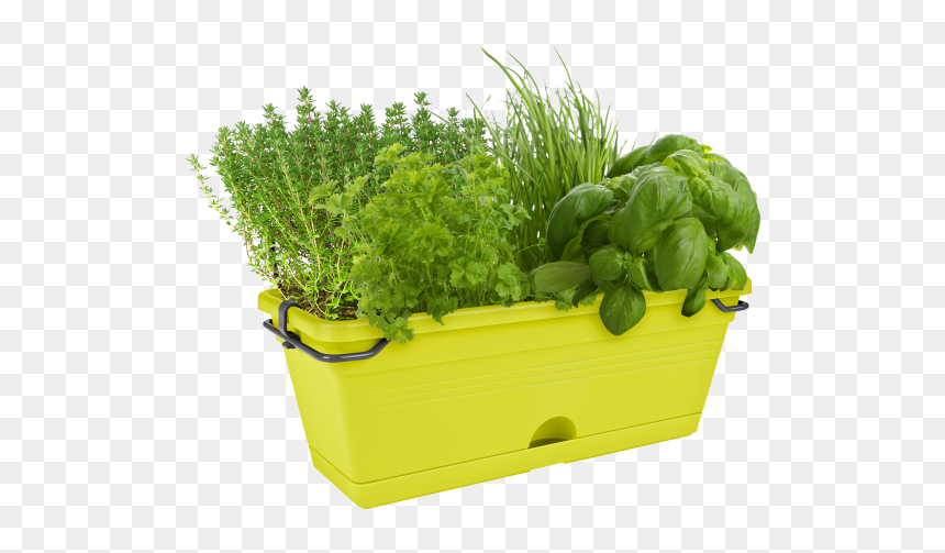 Elho Green Basics Trough Mini, HD Png Download - yellow grass png