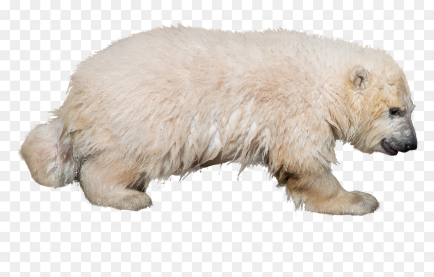 Polar Bear, HD Png Download - polar png