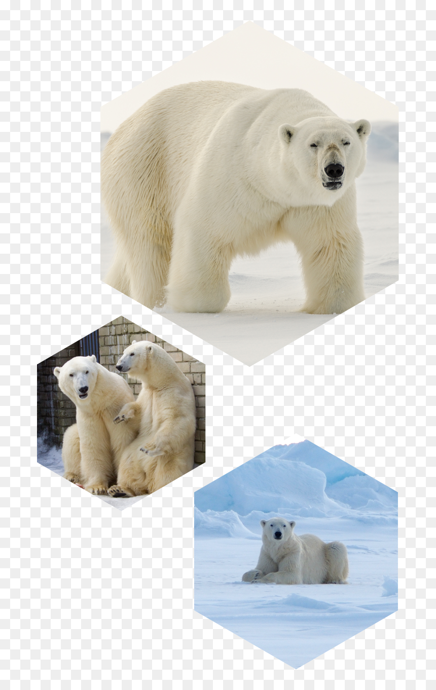 Polar Bear, HD Png Download - polar png