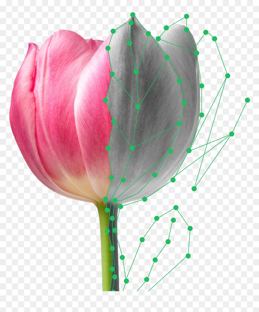 Pink Flowers Identification, HD Png Download - crush finding nemo png