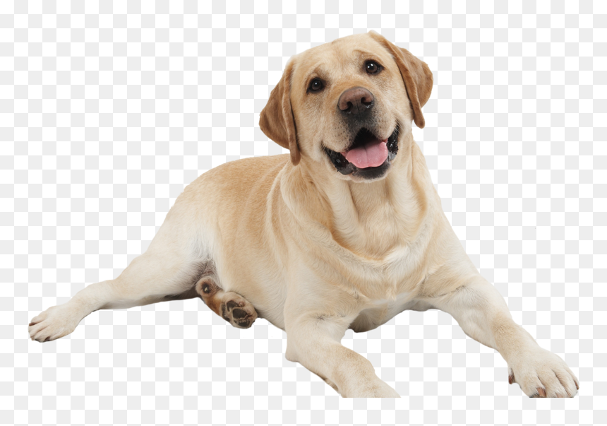 Dog Png, Transparent Png - dancing hot dog png
