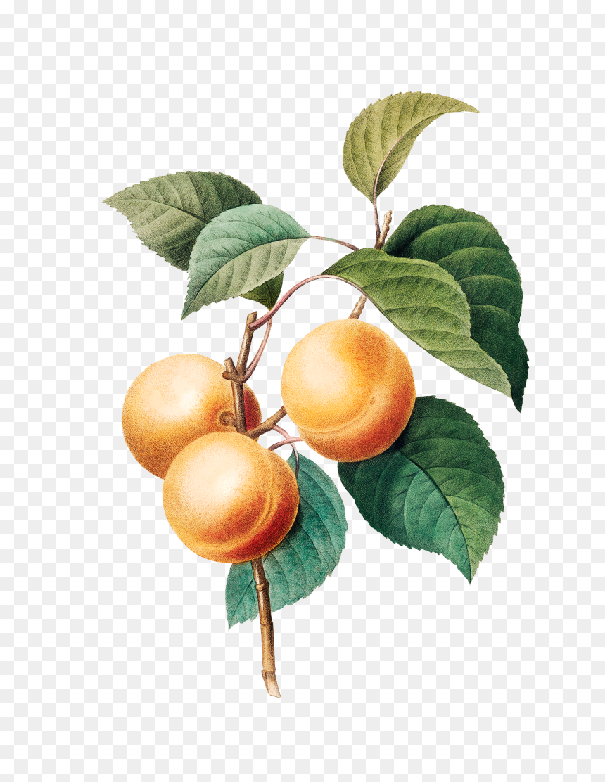 Pierre Joseph Redoute Fruit, HD Png Download - arthas png