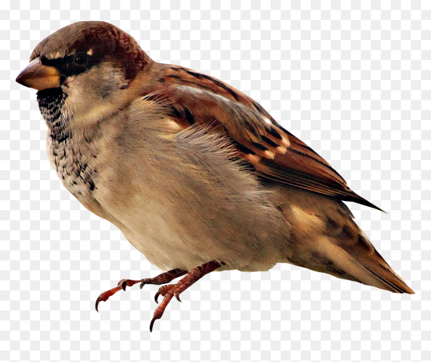 Imagenes De Pajaros En Png, Transparent Png - pajaro png