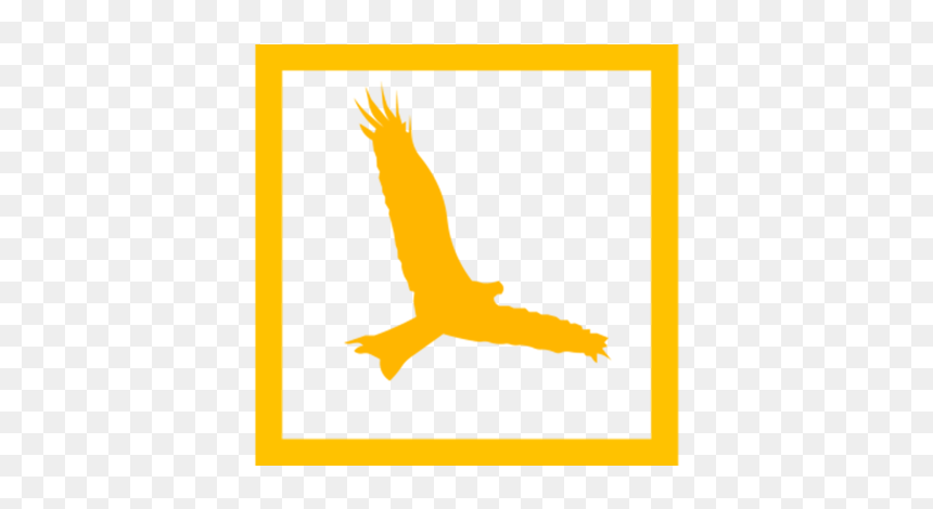 Golden Eagle, HD Png Download - pajaro png