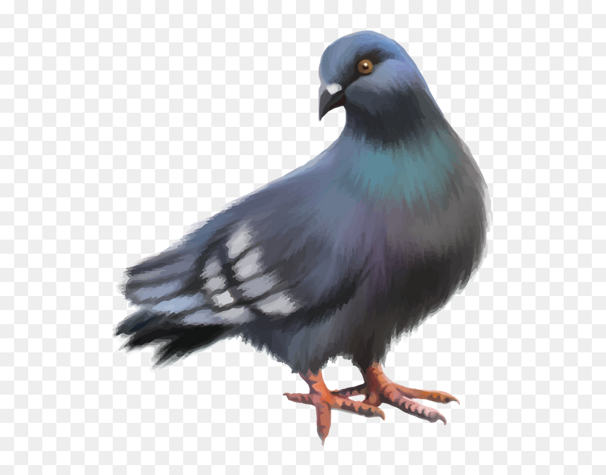 Rock Dove, HD Png Download - pajaro png