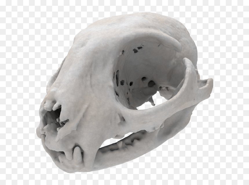 Skull, HD Png Download - cat skull png