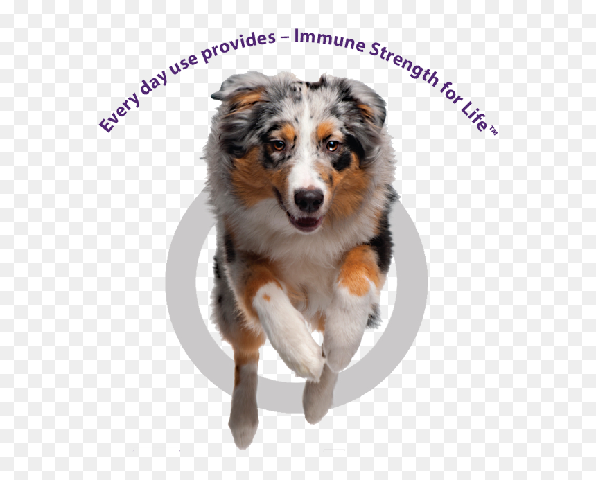Australian Shepherd, HD Png Download - diamond dogs png