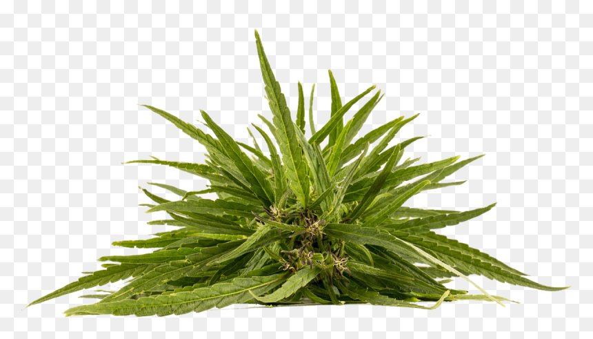 Cannabis Plant Png, Transparent Png - cannabis plant png