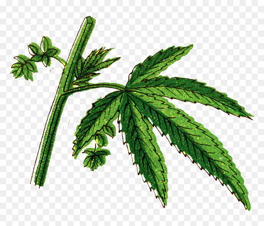 Tree, HD Png Download - cannabis plant png