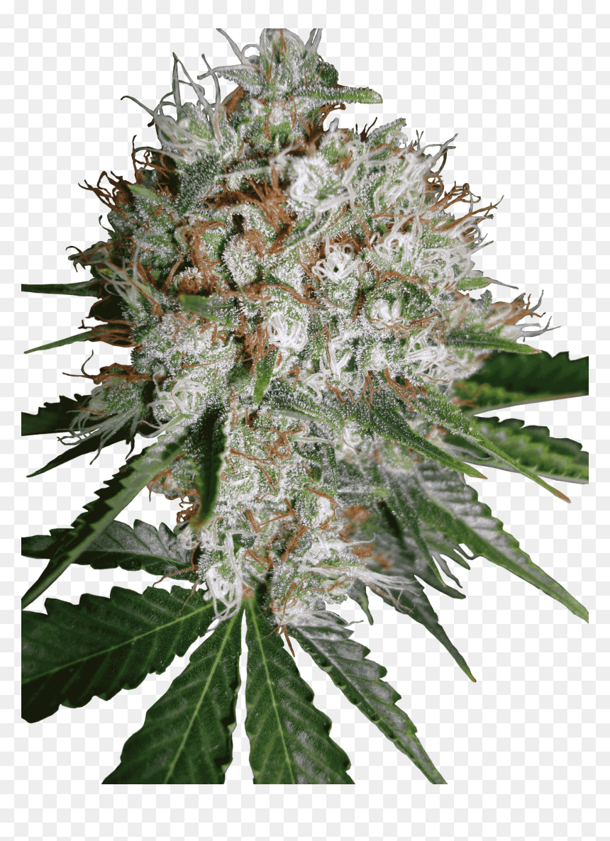 Big Bud Xxl, HD Png Download - cannabis plant png