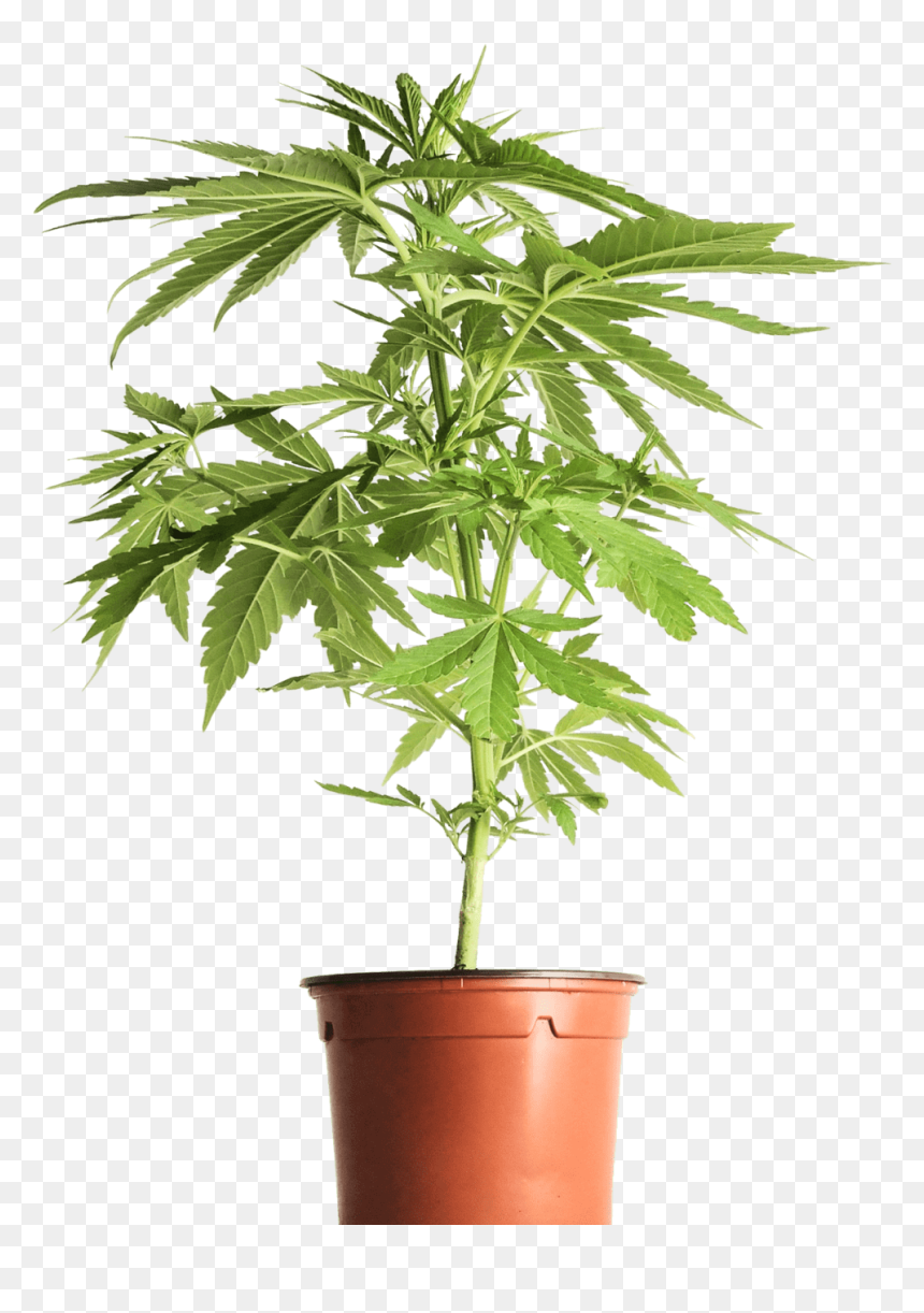 Houseplant, HD Png Download - cannabis plant png