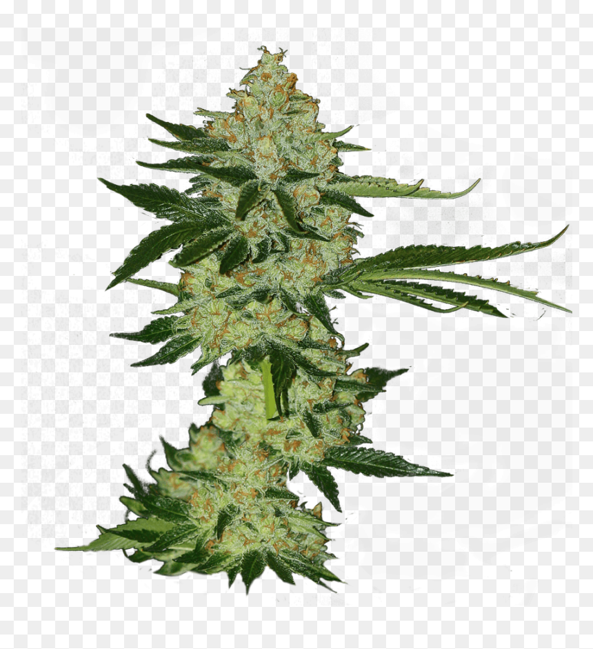 Thorns, Spines, And Prickles, HD Png Download - cannabis plant png