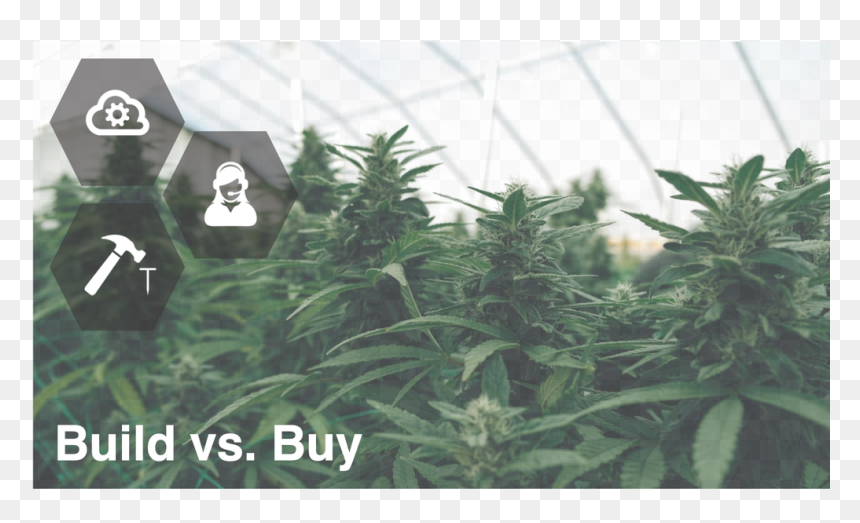 Plantation, HD Png Download - cannabis plant png