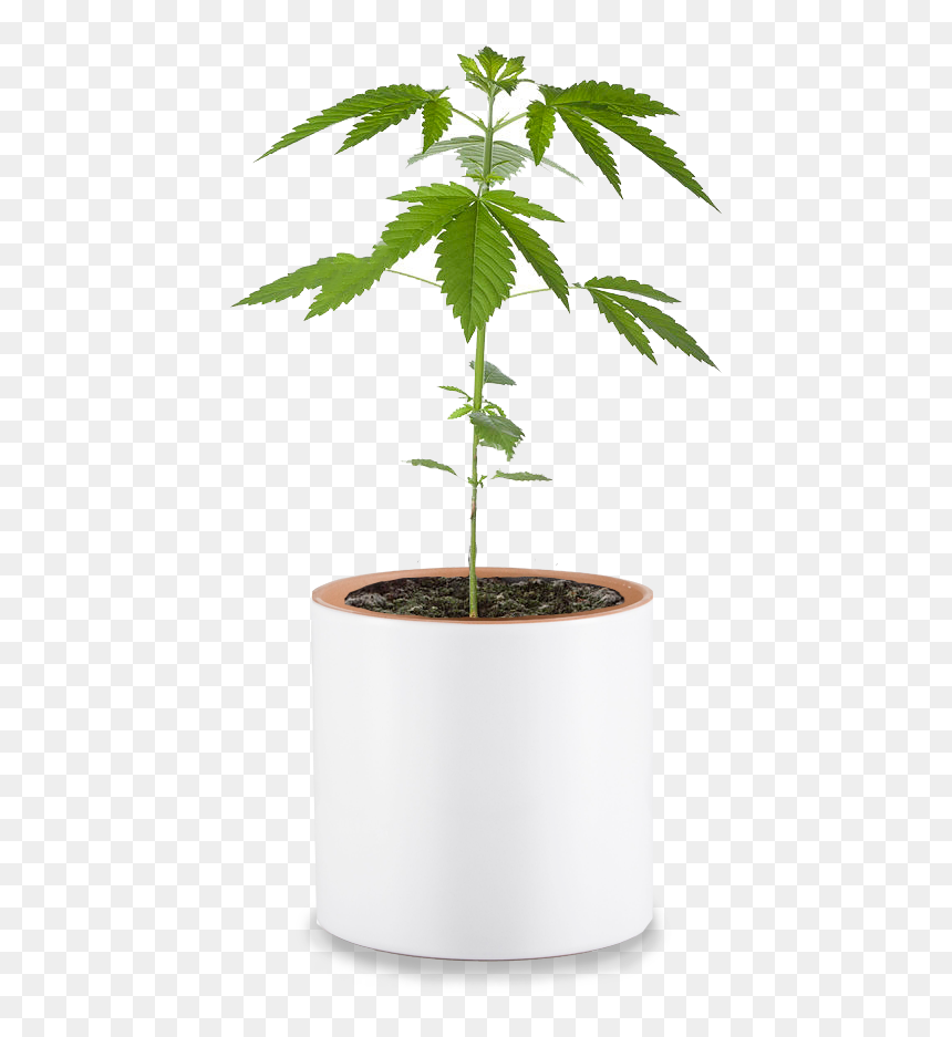 大麻 盆栽, HD Png Download - cannabis plant png
