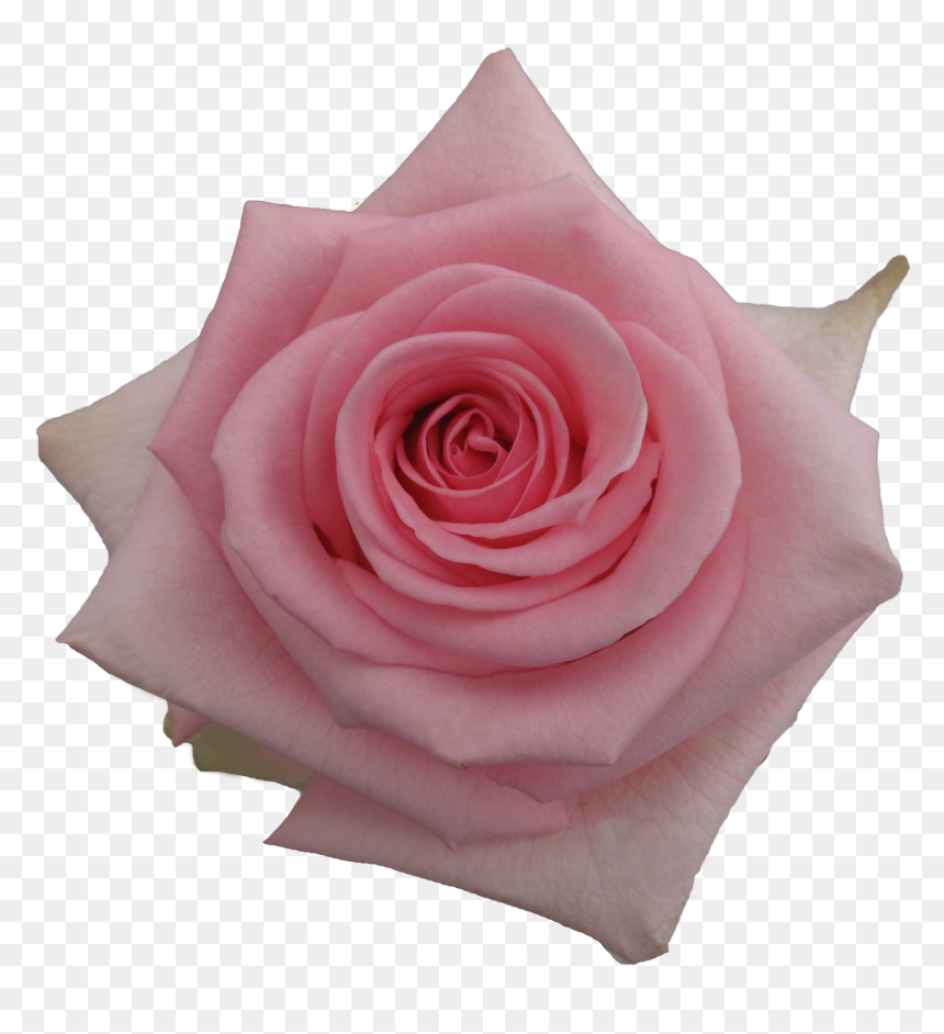 Garden Roses, HD Png Download - pink candy png