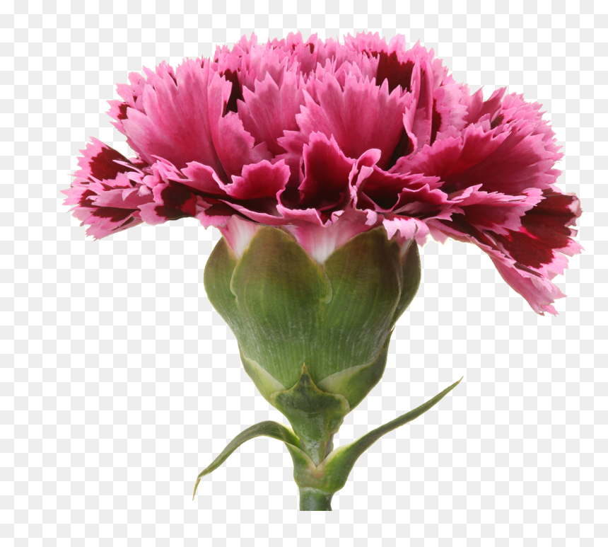 Carnation, HD Png Download - burgundy flower png