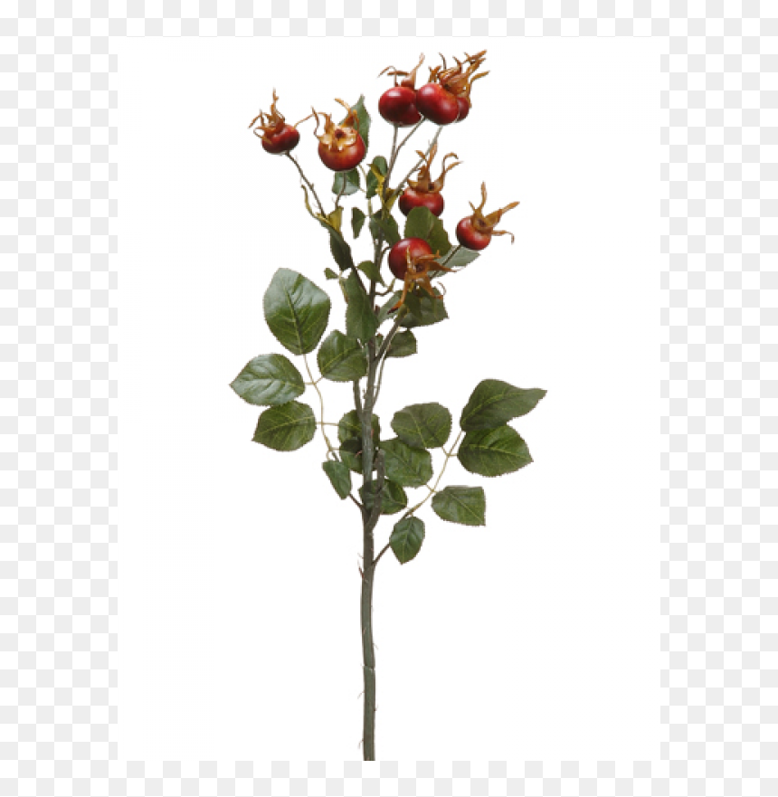 Garden Roses, HD Png Download - burgundy flower png